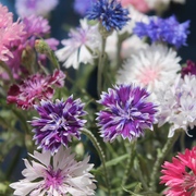 Kornblumen Kornblumen